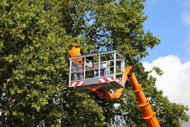 Best Commercial Tree Services  in Dover, FL